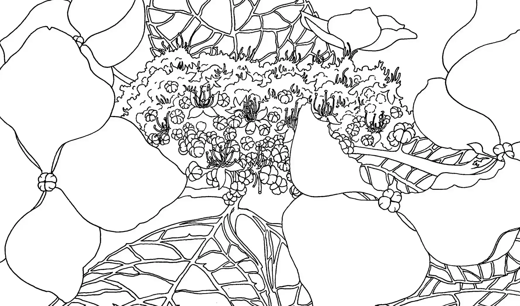 Black-and-white line-art illustration of magnolia tree, simple line art.