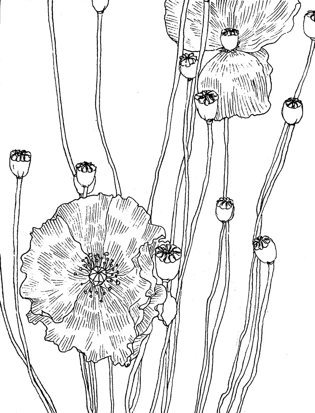 Black-and-white line-art illustration of poppies, flower.